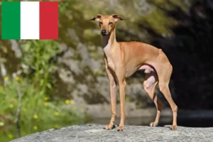 Mehr über den Artikel erfahren Italienisches Windspiel Züchter und Welpen in Italien