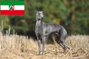 Mehr über den Artikel erfahren Italienisches Windspiel Züchter und Welpen in Nordrhein-Westfalen