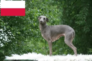 Mehr über den Artikel erfahren Italienisches Windspiel Züchter und Welpen in Polen