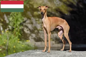 Mehr über den Artikel erfahren Italienisches Windspiel Züchter und Welpen in Ungarn