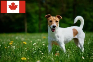 Read more about the article Jack Russell Züchter und Welpen in Kanada