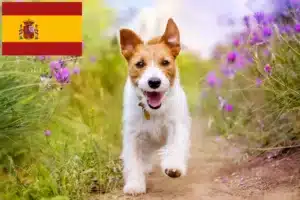 Read more about the article Jack Russell Züchter und Welpen in Spanien