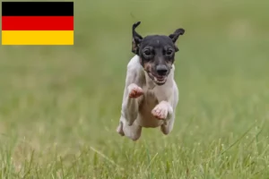 Mehr über den Artikel erfahren Japanischer Terrier Züchter und Welpen in Deutschland