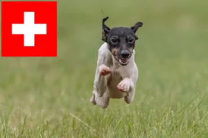 Mehr über den Artikel erfahren Japanischer Terrier Züchter und Welpen in der Schweiz