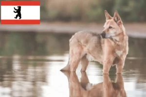 Mehr über den Artikel erfahren Kanaan-Hund Züchter und Welpen in Berlin