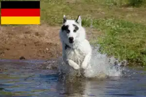 Mehr über den Artikel erfahren Kanadischer Eskimohund Züchter und Welpen in Deutschland