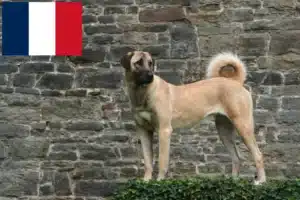 Mehr über den Artikel erfahren Kangal Züchter und Welpen in Frankreich