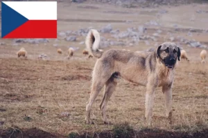 Mehr über den Artikel erfahren Kangal Züchter und Welpen in Tschechien