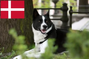 Mehr über den Artikel erfahren Karelischer Bärenhund Züchter und Welpen in Dänemark