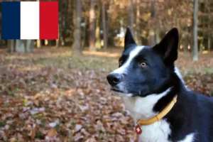 Mehr über den Artikel erfahren Karelischer Bärenhund Züchter und Welpen in Frankreich