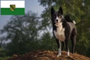 Mehr über den Artikel erfahren Karelischer Bärenhund Züchter und Welpen in Sachsen