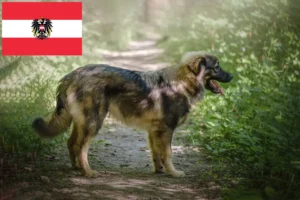 Mehr über den Artikel erfahren Karst-Schäferhund Züchter und Welpen in Österreich