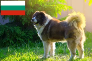 Mehr über den Artikel erfahren Kaukasischer Schäferhund Züchter und Welpen in Bulgarien