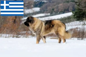 Mehr über den Artikel erfahren Kaukasischer Schäferhund Züchter und Welpen in Griechenland