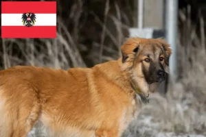 Mehr über den Artikel erfahren Kaukasischer Schäferhund Züchter und Welpen in Österreich