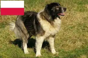 Mehr über den Artikel erfahren Kaukasischer Schäferhund Züchter und Welpen in Polen