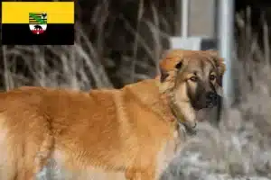 Mehr über den Artikel erfahren Kaukasischer Schäferhund Züchter und Welpen in Sachsen-Anhalt