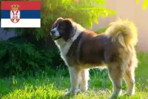 Mehr über den Artikel erfahren Kaukasischer Schäferhund Züchter und Welpen in Serbien