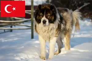 Mehr über den Artikel erfahren Kaukasischer Schäferhund Züchter und Welpen in der Türkei