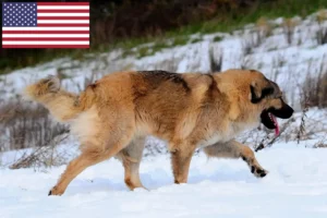 Mehr über den Artikel erfahren Kaukasischer Schäferhund Züchter und Welpen in den USA
