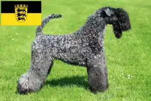 Read more about the article Kerry Blue Terrier Züchter und Welpen in Baden-Württemberg