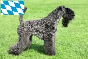 Mehr über den Artikel erfahren Kerry Blue Terrier Züchter und Welpen in Bayern
