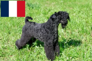 Mehr über den Artikel erfahren Kerry Blue Terrier Züchter und Welpen in Frankreich