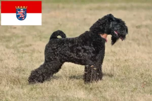 Mehr über den Artikel erfahren Kerry Blue Terrier Züchter und Welpen in Hessen