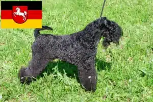 Mehr über den Artikel erfahren Kerry Blue Terrier Züchter und Welpen in Niedersachsen