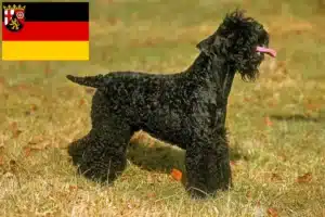 Read more about the article Kerry Blue Terrier Züchter und Welpen in Rheinland-Pfalz