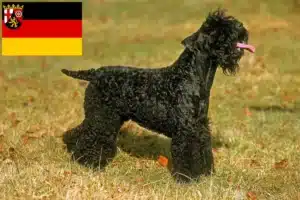 Mehr über den Artikel erfahren Kerry Blue Terrier Züchter und Welpen in Rheinland-Pfalz