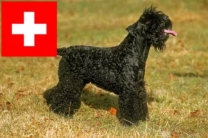 Mehr über den Artikel erfahren Kerry Blue Terrier Züchter und Welpen in der Schweiz