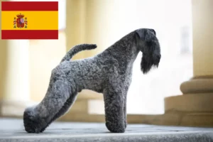 Mehr über den Artikel erfahren Kerry Blue Terrier Züchter und Welpen in Spanien