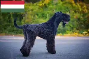 Mehr über den Artikel erfahren Kerry Blue Terrier Züchter und Welpen in Ungarn