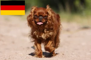 Mehr über den Artikel erfahren King Charles Spaniel Züchter und Welpen in Deutschland