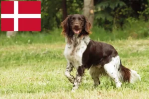 Mehr über den Artikel erfahren Kleiner Münsterländer Züchter und Welpen in Dänemark