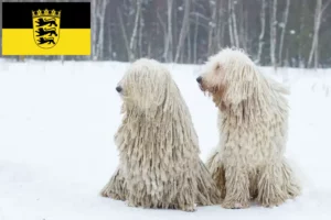 Mehr über den Artikel erfahren Komondor Züchter und Welpen in Baden-Württemberg