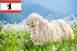 Mehr über den Artikel erfahren Komondor Züchter und Welpen in Berlin