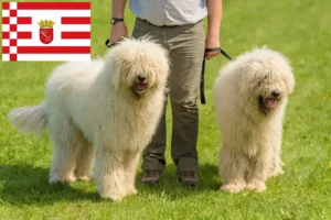 Mehr über den Artikel erfahren Komondor Züchter und Welpen in Bremen