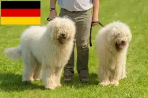 Mehr über den Artikel erfahren Komondor Züchter und Welpen in Deutschland