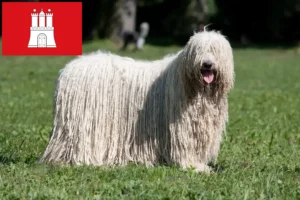 Mehr über den Artikel erfahren Komondor Züchter und Welpen in Hamburg