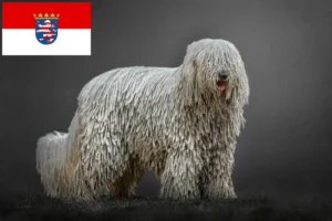 Mehr über den Artikel erfahren Komondor Züchter und Welpen in Hessen