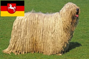 Mehr über den Artikel erfahren Komondor Züchter und Welpen in Niedersachsen