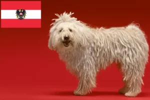 Mehr über den Artikel erfahren Komondor Züchter und Welpen in Österreich