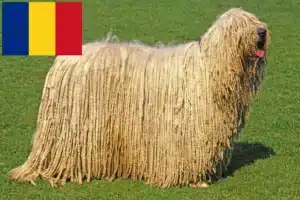 Mehr über den Artikel erfahren Komondor Züchter und Welpen in Rumänien