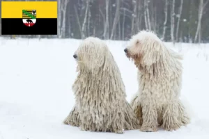 Mehr über den Artikel erfahren Komondor Züchter und Welpen in Sachsen-Anhalt