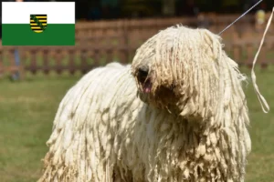 Mehr über den Artikel erfahren Komondor Züchter und Welpen in Sachsen