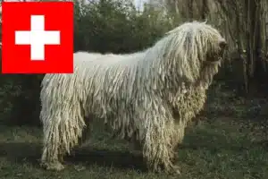 Mehr über den Artikel erfahren Komondor Züchter und Welpen in der Schweiz