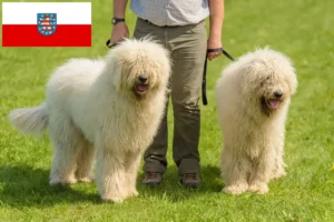 Mehr über den Artikel erfahren Komondor Züchter und Welpen in Thüringen