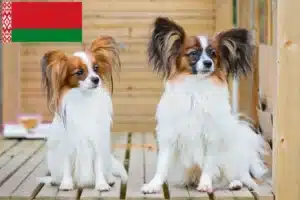 Mehr über den Artikel erfahren Kontinentaler Zwergspaniel Züchter und Welpen in Belarus